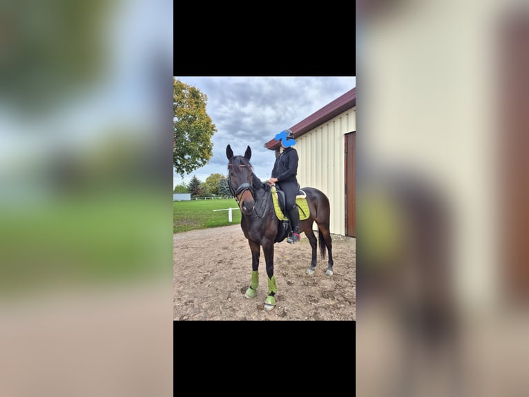 Thoroughbred Gelding 7 years 16 hh Bay-Dark in Schriesheim