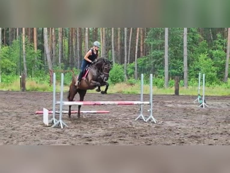 Thoroughbred Gelding 7 years 16 hh Bay-Dark in Nadma