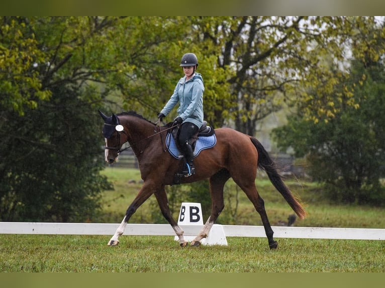 Thoroughbred Gelding 7 years 16 hh Bay in Anthony