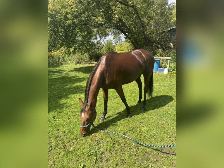 Thoroughbred Gelding 7 years 16 hh Bay in Williston, VT