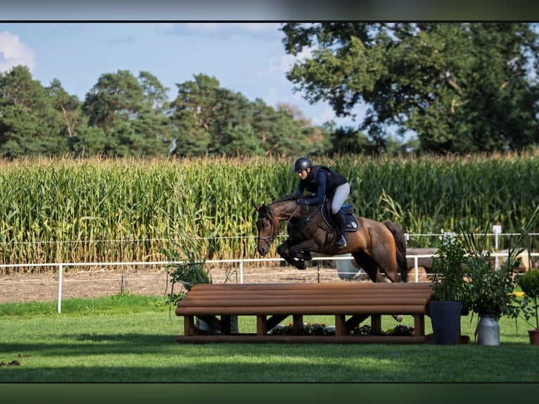 Thoroughbred Gelding 7 years 16 hh Brown in Dahme/Mark OT Niebendorf