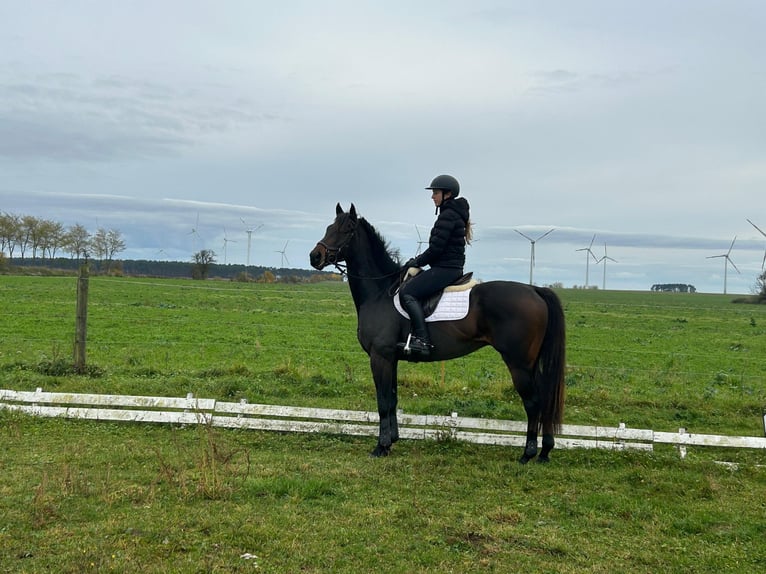 Thoroughbred Gelding 7 years 16 hh Brown in Dahme/Mark OT Niebendorf