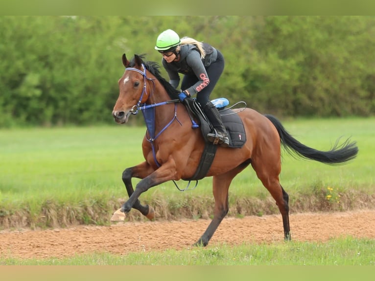 Thoroughbred Gelding 7 years 16 hh Brown in München