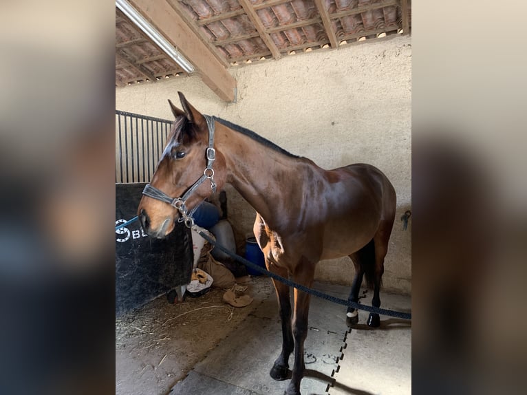 Thoroughbred Gelding 7 years 16 hh Brown in Pérols