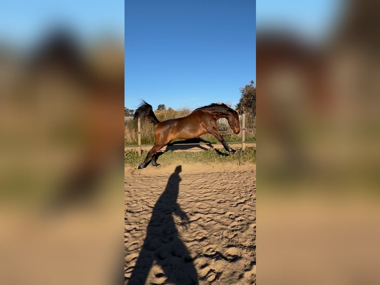 Thoroughbred Gelding 7 years 16 hh Brown in Pérols