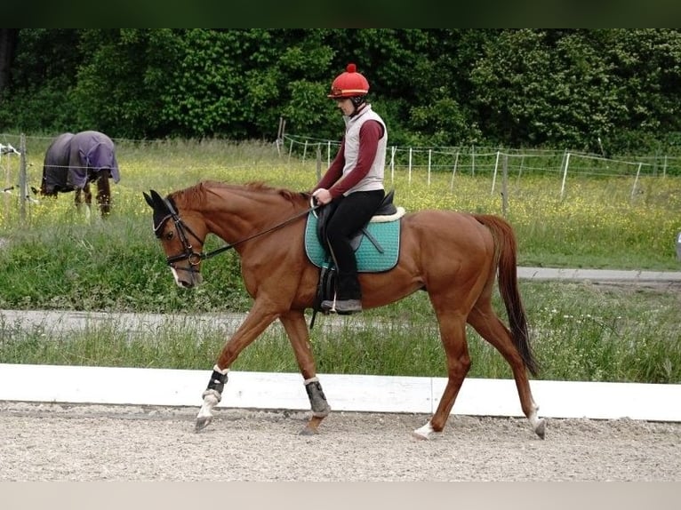 Thoroughbred Gelding 7 years 16 hh Chestnut-Red in Iffezheim