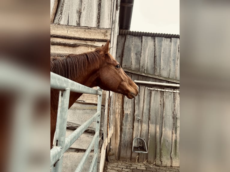 Thoroughbred Gelding 7 years 16 hh Chestnut-Red in Niedernberg