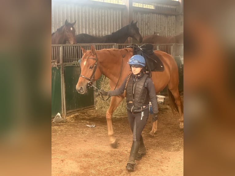 Thoroughbred Gelding 7 years 16 hh Chestnut-Red in Möser