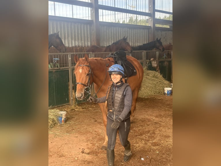 Thoroughbred Gelding 7 years 16 hh Chestnut-Red in Möser