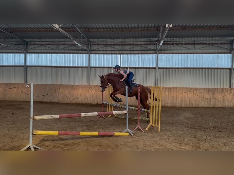 Thoroughbred Gelding 7 years 16 hh Chestnut-Red in Nowy wiec