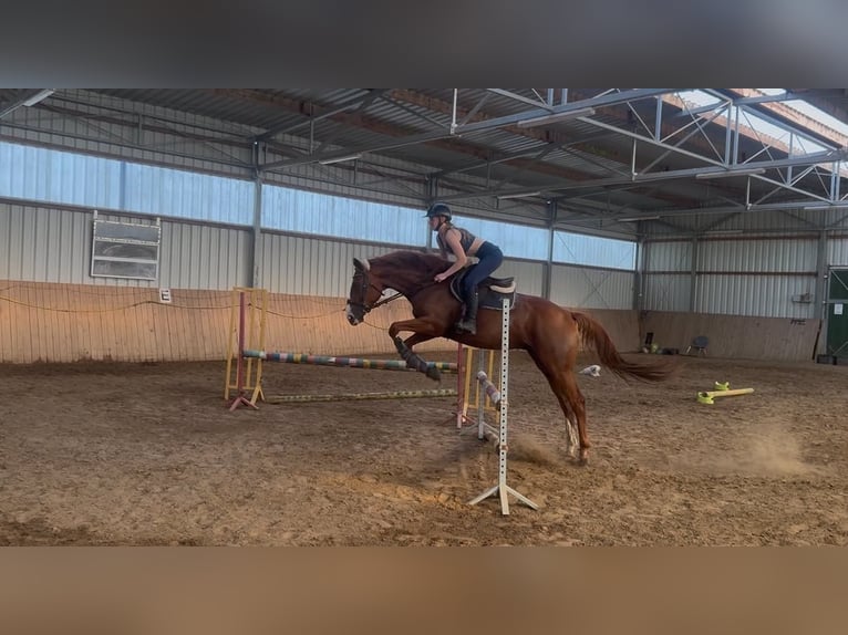 Thoroughbred Gelding 7 years 16 hh Chestnut-Red in Nowy wiec