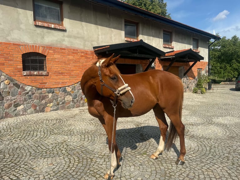 Thoroughbred Gelding 7 years 16 hh Chestnut-Red in Nowy wiec