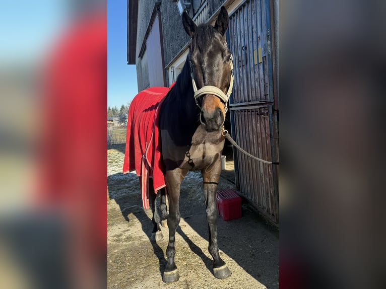 Thoroughbred Gelding 7 years 16 hh in Dornhan