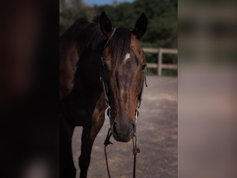 Thoroughbred Gelding 7 years 16,1 hh Bay in Middleburg