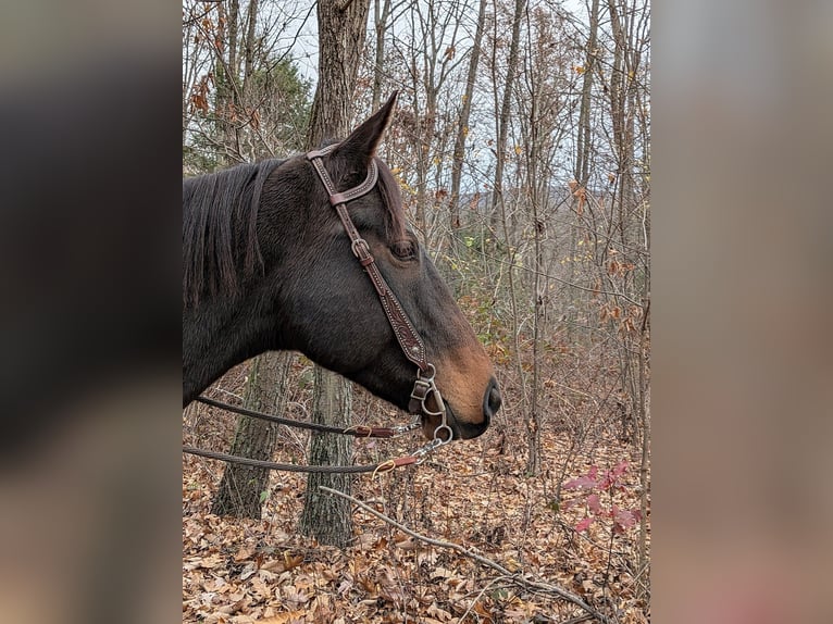 Thoroughbred Gelding 7 years 16,1 hh Bay in Middleburg