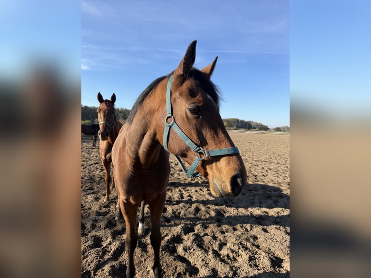 Thoroughbred Gelding 7 years 16,1 hh in M&#xF6;ser