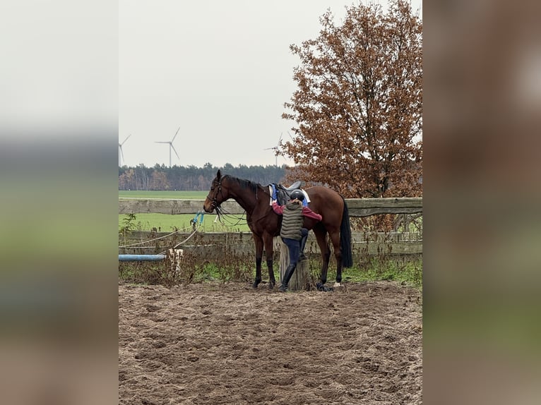 Thoroughbred Gelding 7 years 16,1 hh in M&#xF6;ser