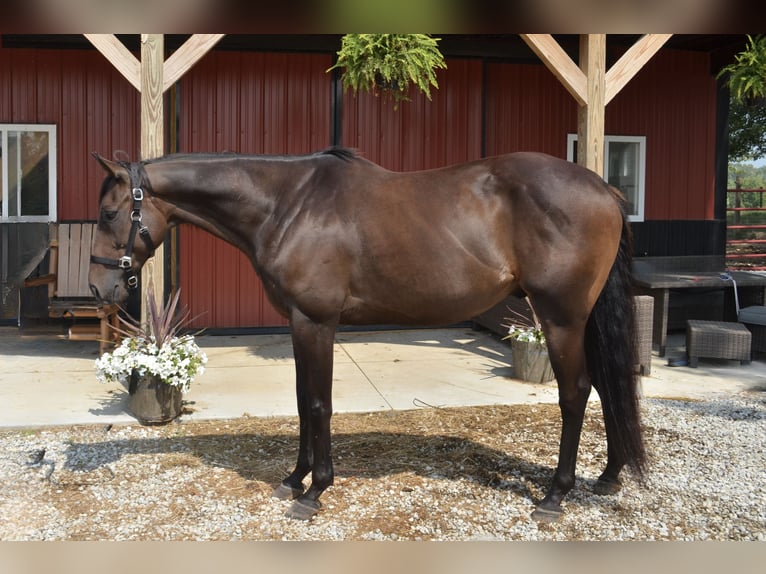 Thoroughbred Gelding 7 years 16,2 hh Bay in Mantua Thoroughbred Gelding 7 years 16,2 hh Bay in Mantua