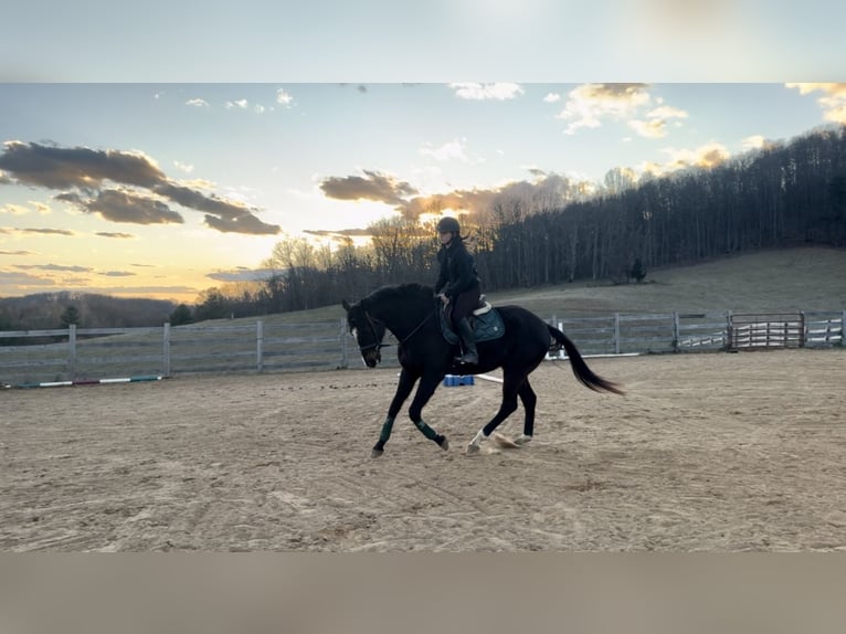 Thoroughbred Gelding 7 years 16,3 hh Bay-Dark in Jonesborough