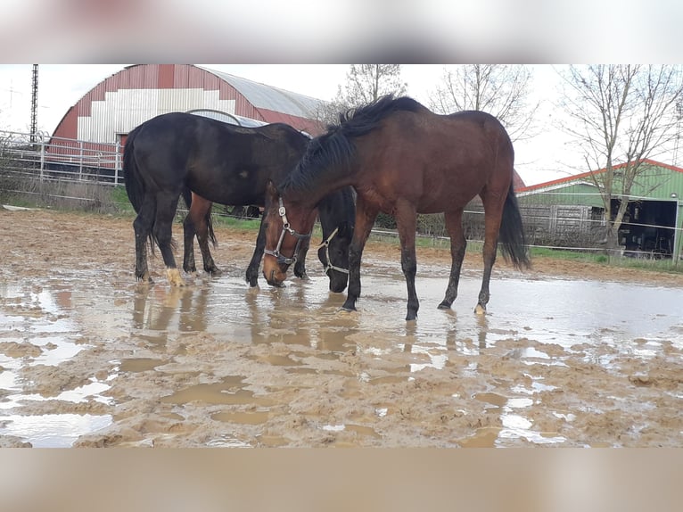 Thoroughbred Gelding 7 years 17 hh Brown in Rockenberg