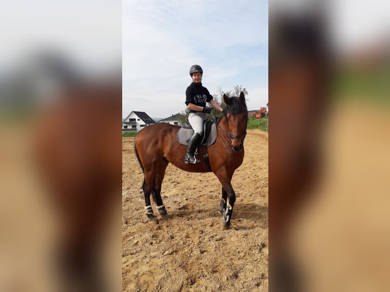 Thoroughbred Gelding 7 years 17 hh Brown in Rockenberg