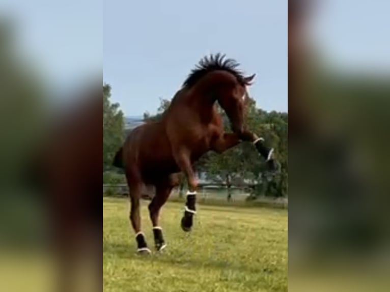 Thoroughbred Gelding 7 years 17 hh Chestnut in Hünstetten