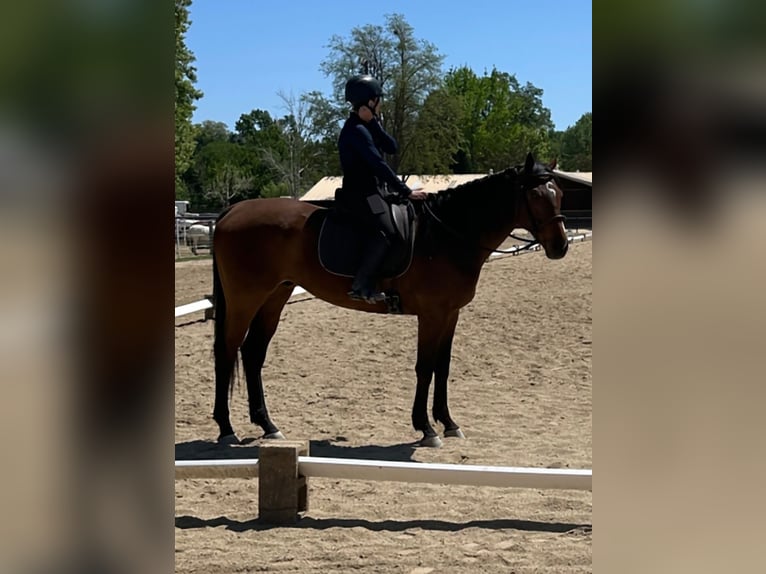 Thoroughbred Gelding 7 years 18 hh Bay in Atascadero, California