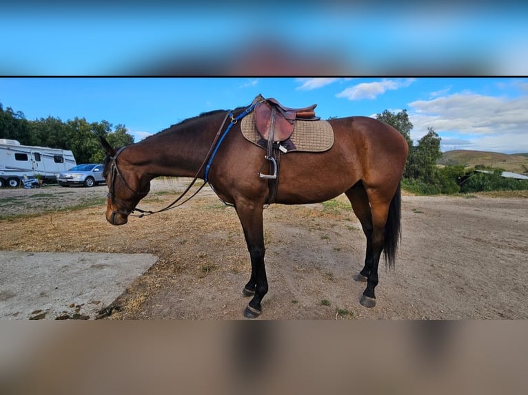 Thoroughbred Gelding 7 years 18 hh Bay in Atascadero, California