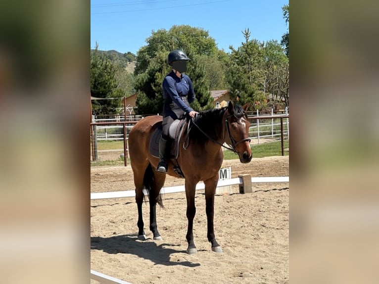 Thoroughbred Gelding 7 years 18 hh Bay in Atascadero, California