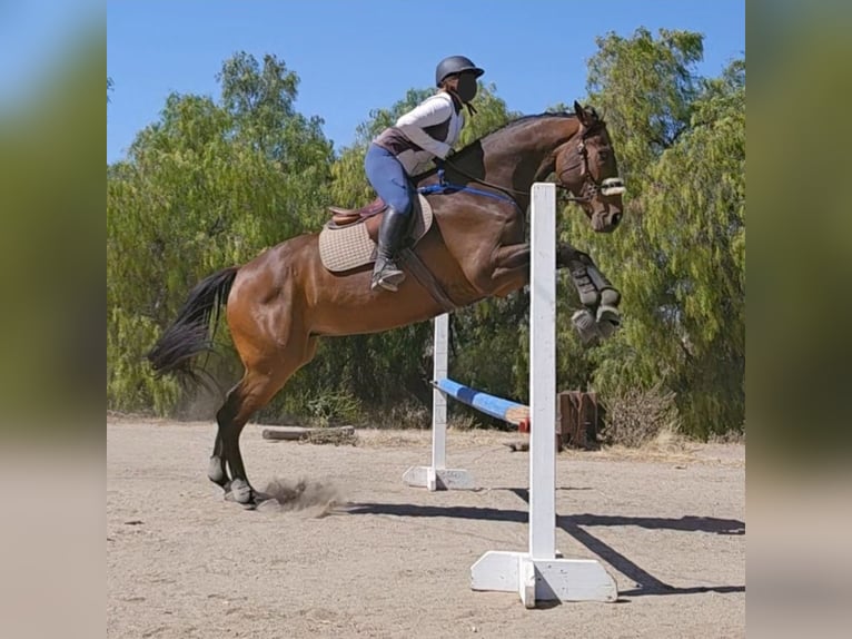 Thoroughbred Gelding 7 years 18 hh Bay in Atascadero, California