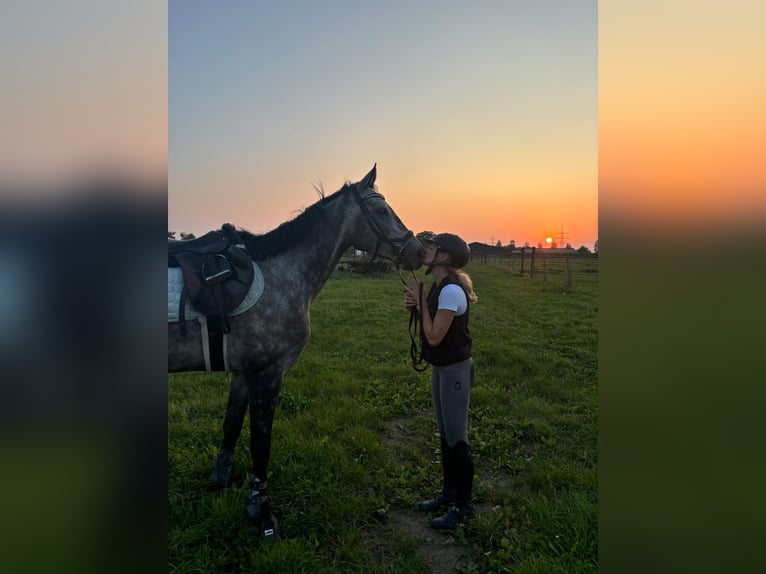 Thoroughbred Gelding 7 years Gray-Dapple in Dortmund