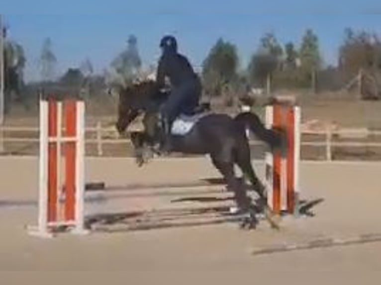 Thoroughbred Gelding 8 years 14,2 hh Bay-Dark in Marina Di Cerveteri