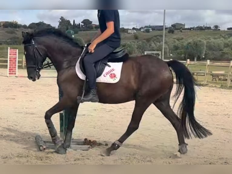 Thoroughbred Gelding 8 years 14,2 hh Bay-Dark in Marina Di Cerveteri