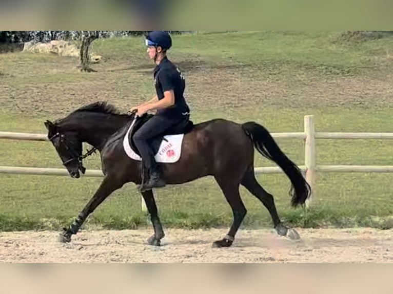 Thoroughbred Gelding 8 years 14,2 hh Bay-Dark in Marina Di Cerveteri