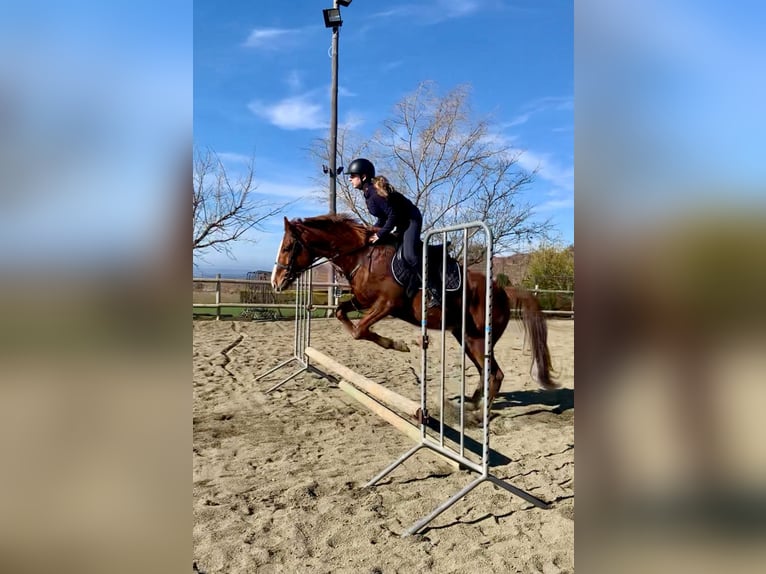 Thoroughbred Gelding 8 years 15.1 hh Chestnut-Red in Moia