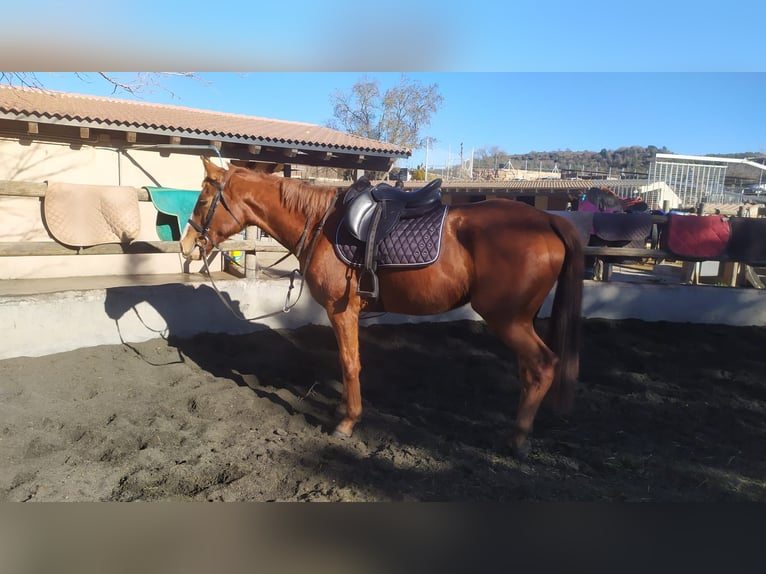 Thoroughbred Gelding 8 years 15.1 hh Chestnut-Red in Moia