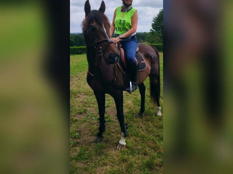 Thoroughbred Gelding 8 years 15.1 hh Smoky-Black in camors