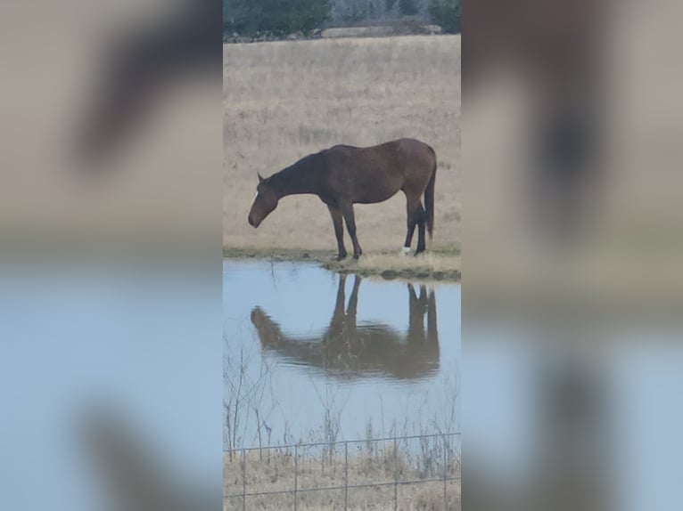 Thoroughbred Gelding 8 years 15 hh Brown in Teague, TX