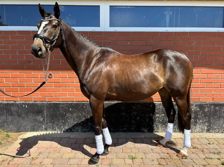 Thoroughbred Gelding 8 years 15,1 hh Brown in Poseritz