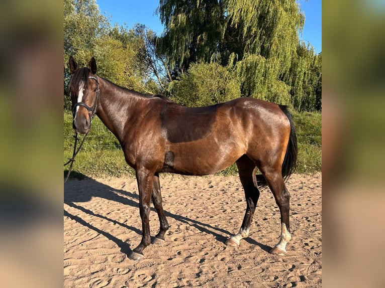 Thoroughbred Gelding 8 years 15,1 hh Brown in Poseritz