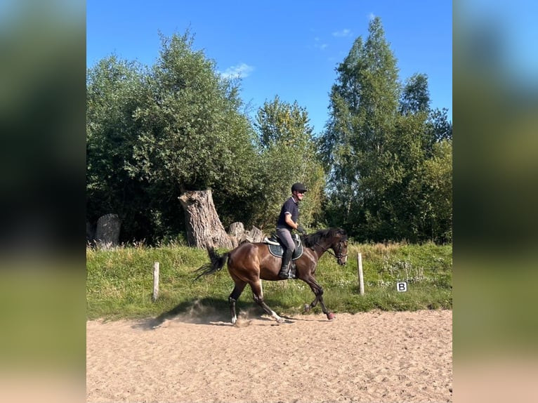 Thoroughbred Gelding 8 years 15,1 hh Brown in Poseritz