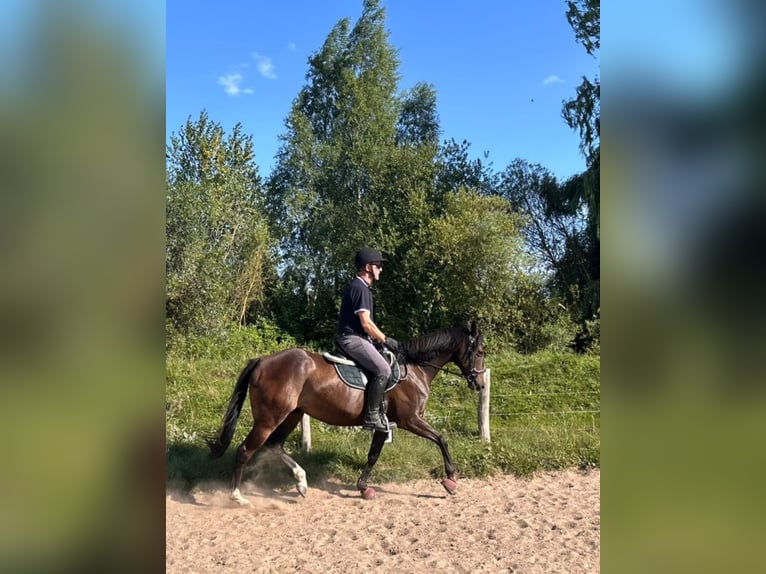 Thoroughbred Gelding 8 years 15,1 hh Brown in Poseritz