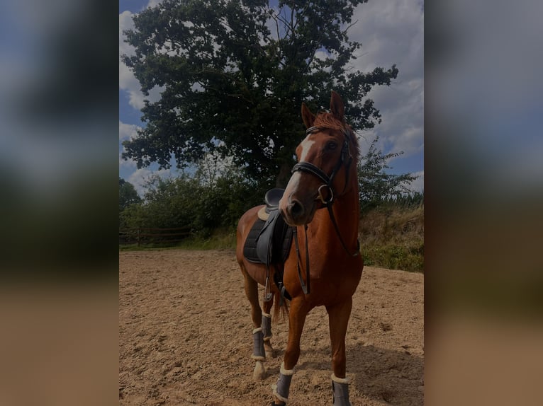 Thoroughbred Gelding 8 years 15,1 hh Chestnut-Red in Fedderingen