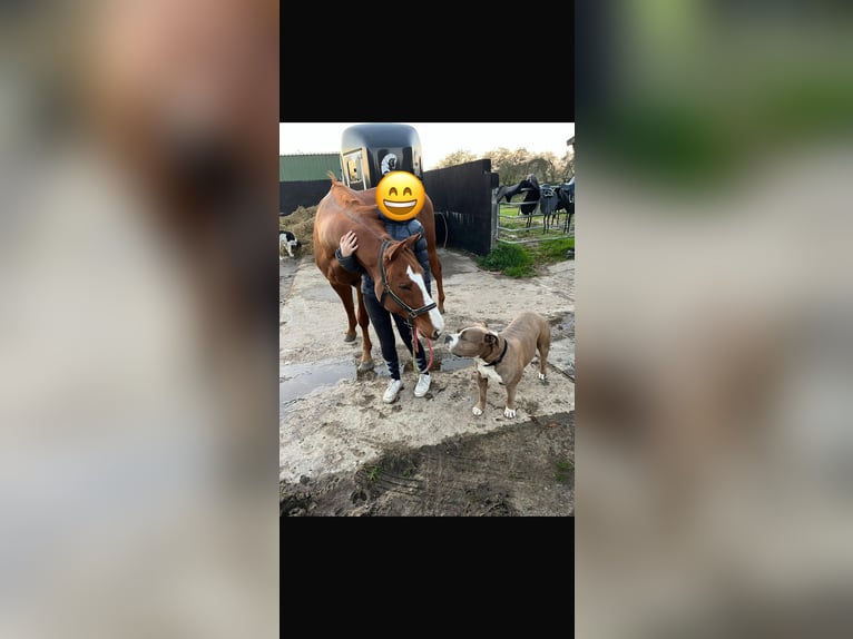 Thoroughbred Gelding 8 years 15,1 hh Chestnut-Red in Fedderingen