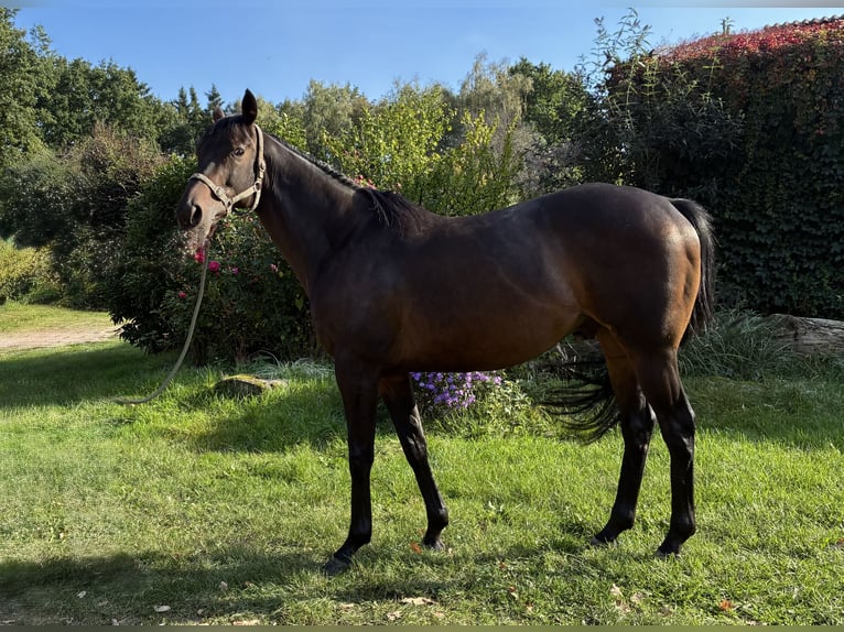 Thoroughbred Gelding 8 years 15,2 hh Bay-Dark in Schneverdingen
