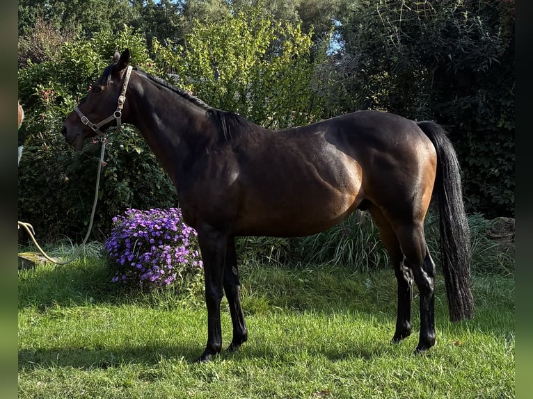 Thoroughbred Gelding 8 years 15,2 hh Bay-Dark in Schneverdingen