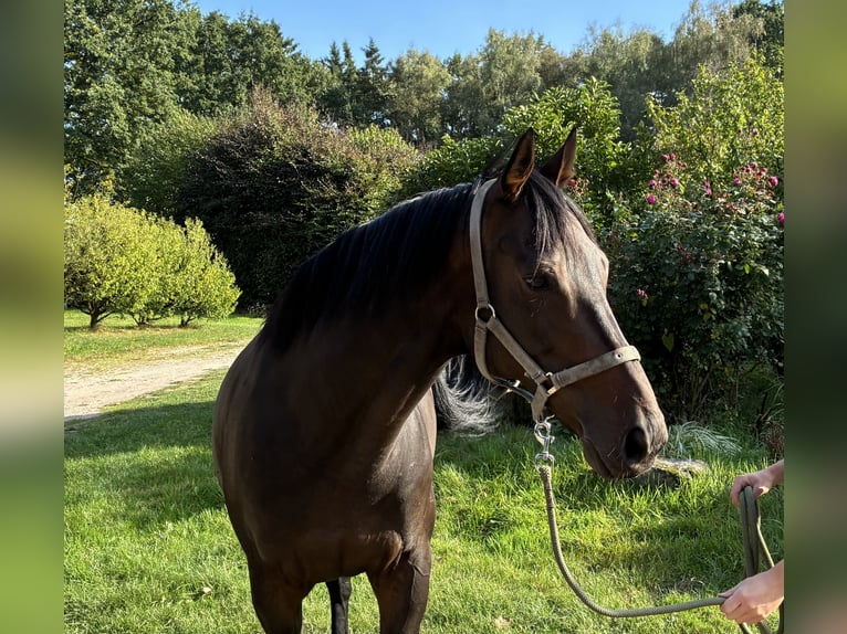 Thoroughbred Gelding 8 years 15,2 hh Bay-Dark in Schneverdingen