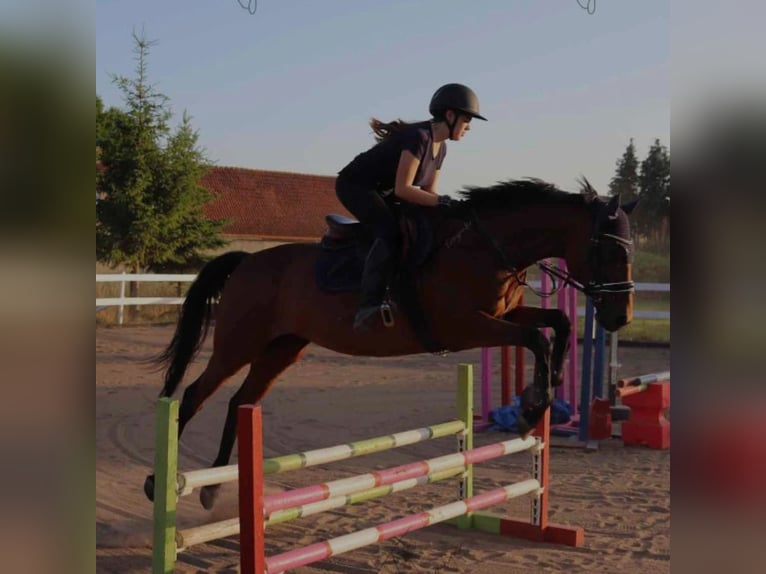 Thoroughbred Gelding 8 years 15,2 hh Brown in Mittelhausen