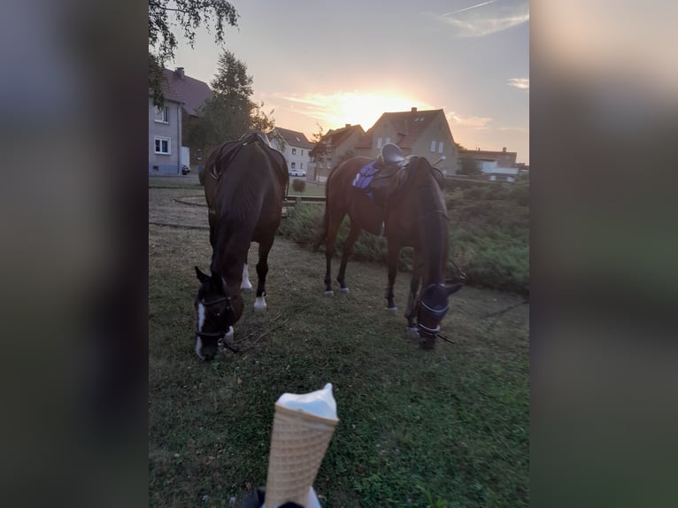 Thoroughbred Gelding 8 years 15,2 hh Brown in Mittelhausen