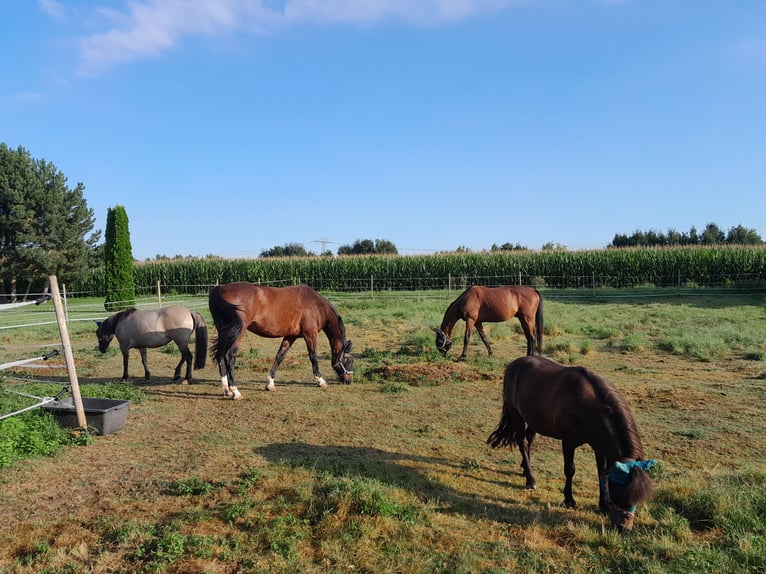 Thoroughbred Gelding 8 years 15,2 hh Brown in Mittelhausen